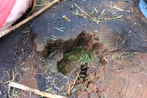 Quelle: Kindertageseinrichtungen Waldkirch