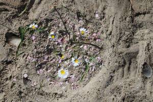 Quelle: Kindertageseinrichtungen Waldkirch